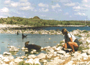 Isole Galapagos (Hilde Bianchi) 