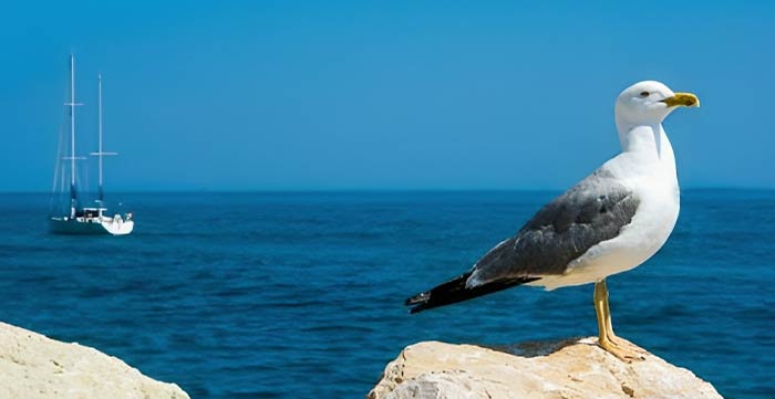 Un gabbiano come segnavento