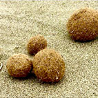 Plastica nelle "palle di mare"