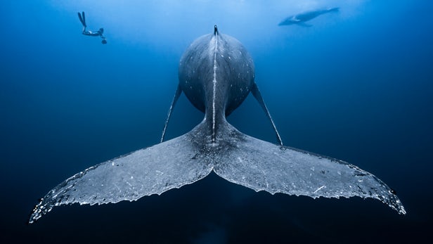 L'8 giugno è la giornata
mondiale degli oceani