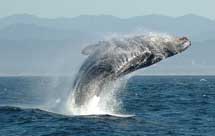 Velisti naturalisti
per balene e delfini