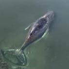 La megattera del Baltico &egrave; libera
