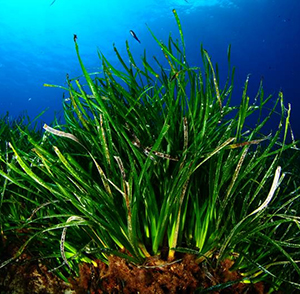 Trapianto di Posidonia
un esperimento alle Egadi