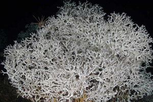 Specie aliene
in Mediterraneo