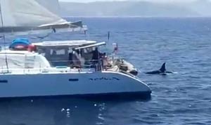 Orche a Gibilterra
spari da un catamarano