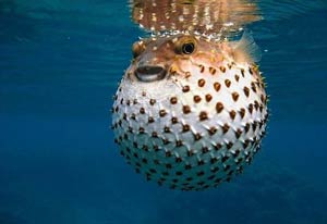 Il Pesce palla
arriva in Croazia