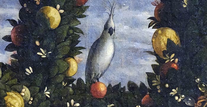 I cacatua e l'Australia