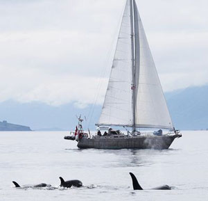 Attacchi di orche 
la Spagna limita il transito
