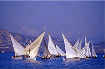 Le vele latine in regata nelle acque di Stintino