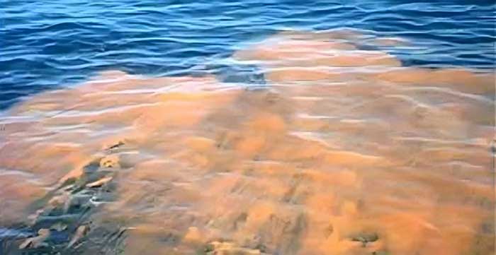 Aiuto, l'Adriatico è viola!