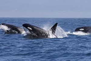 Le orche colpiscono
anche lungocosta