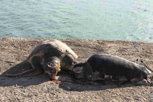 Killer di tartarughe
nel porto di Barletta