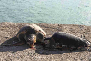 Killer di tartarughe
nel porto di Barletta