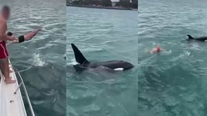 Tuffo sull'orca ad Auckland
sanzionato 50enne