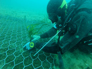Posidonia, si coltiva in Sardegna