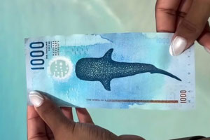Maldive: squalo balena sulle banconote