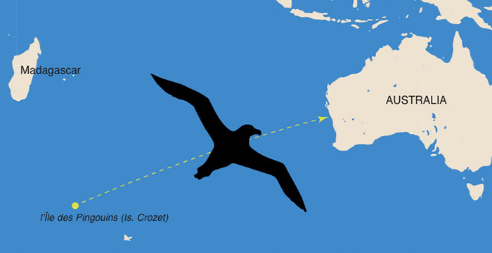 L'albatro del "Tamaris"