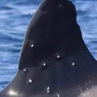 Fuoco sull'orca To&ntilde;i