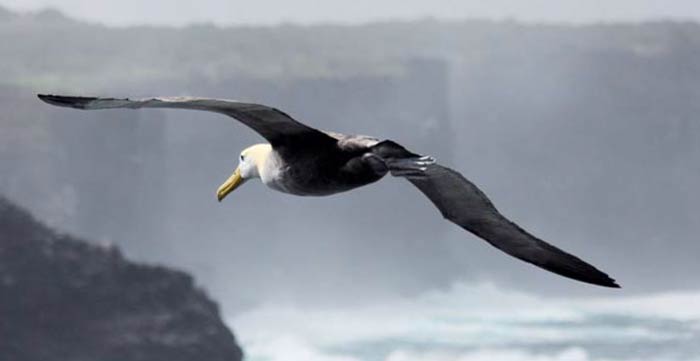 Albatros, sacro ai naviganti