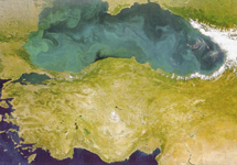 Inquinamento 
e pesca
specie marine 
a rischio