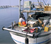 Tradizioni di mare in mostra
in Emilia Romagna