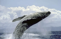 Alla Regata dei Cetacei 
vela e spettacolo