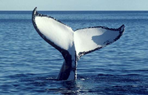 A Viareggio via alla Regata dei Cetacei